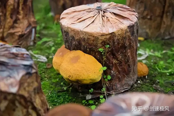 被称为“森林黄金”的桑黄，究竟是如何形成的？值不值千元一斤？（桑黄是什么树生长出来）