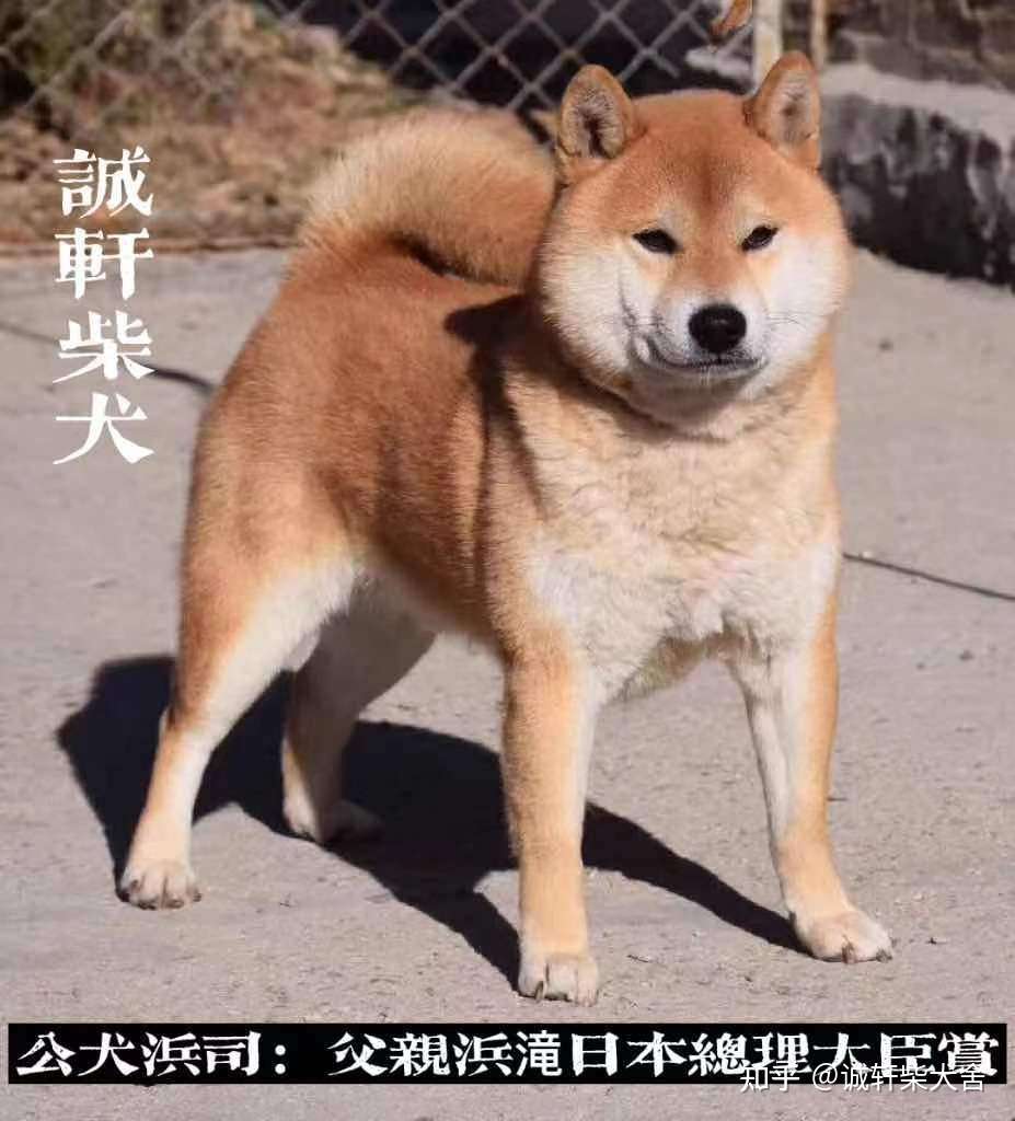 柴犬血统 柴犬双血统是什么意思 知乎