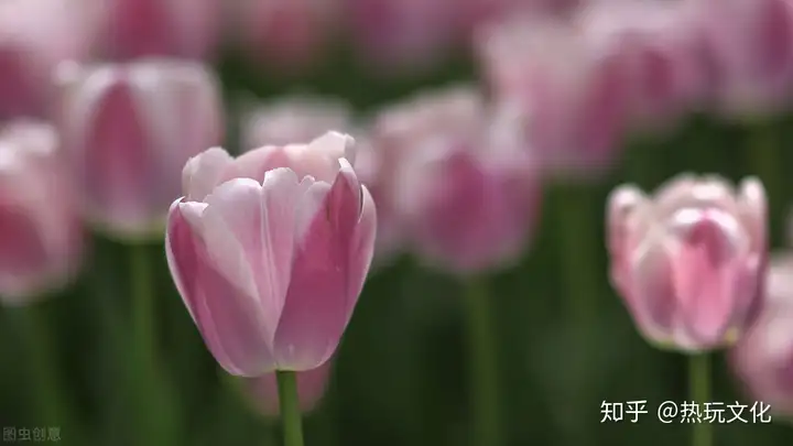 爱的花语之郁金香