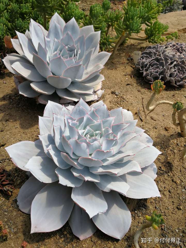 你们心中最漂亮的多肉是哪一种?