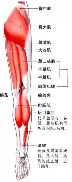 下肢的解剖学知识 知乎