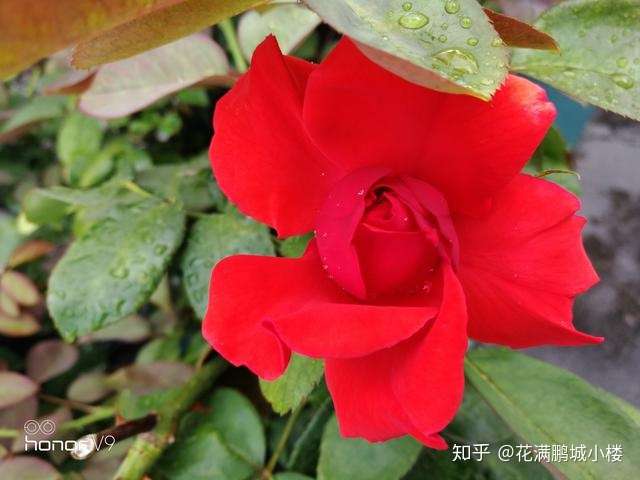 绯扇 Hiogi 朱红色的日本大花月季 知乎