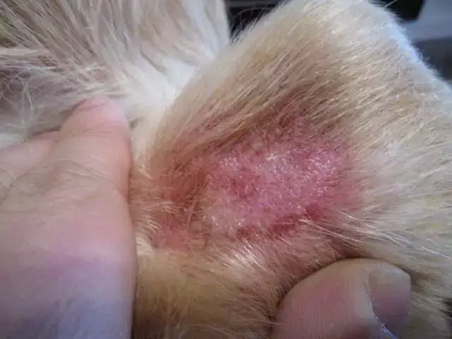 如何养狗系列 如何区分螨虫病与其他皮肤病 知乎