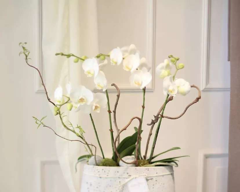 春节买的蝴蝶兰花谢就扔了 这样操作二次复花 知乎