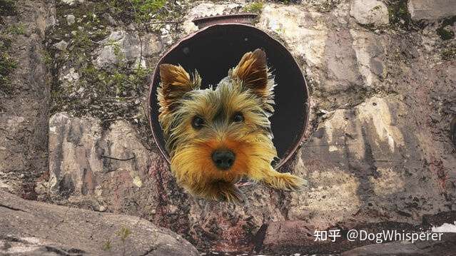 疗愈犬在疗愈人的时候自己会有压力吗 知乎