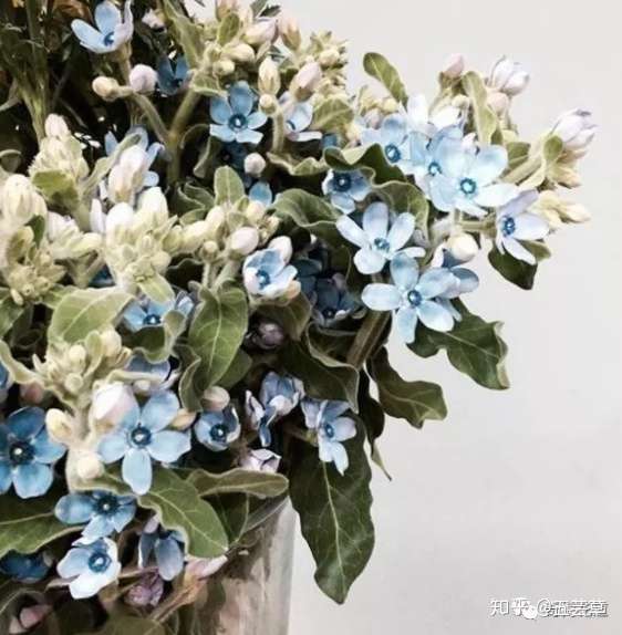 花束配材篇 教你打造独一无二的高颜值花束 一 知乎