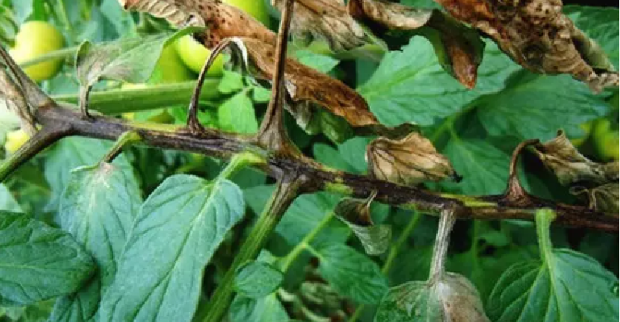 天宝特色农技服务 的想法: 西红柿晚疫病,灰霉病,早疫病有啥不同?