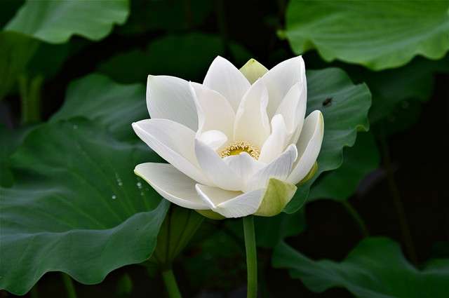 荷花七色 花语各不同 知乎