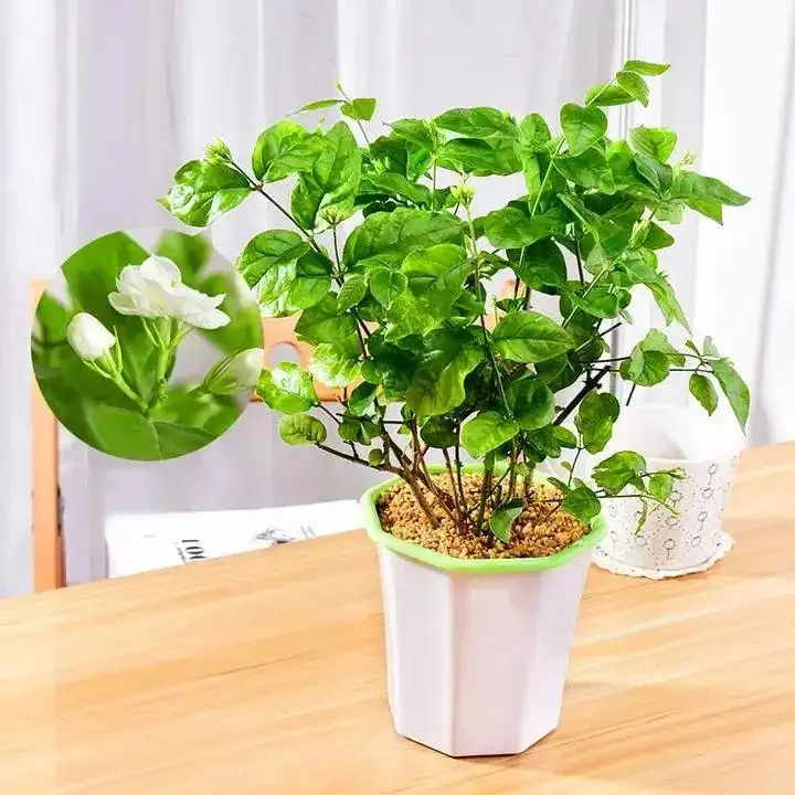 9款适合在炎热夏日养的花 越晒越茂盛 知乎