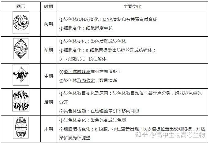 高中生物 有丝分裂图像和曲线 知乎