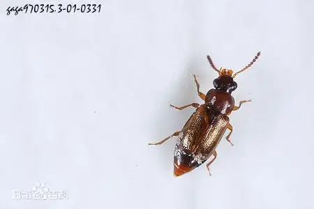3 家庭常见害虫 知乎