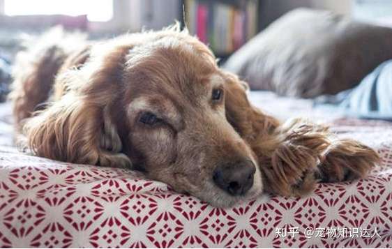 老年犬 死前 的症状 不要忽视了 见它最后一面 知乎