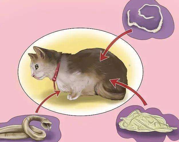 如何判断猫咪是否该驱虫了 知乎