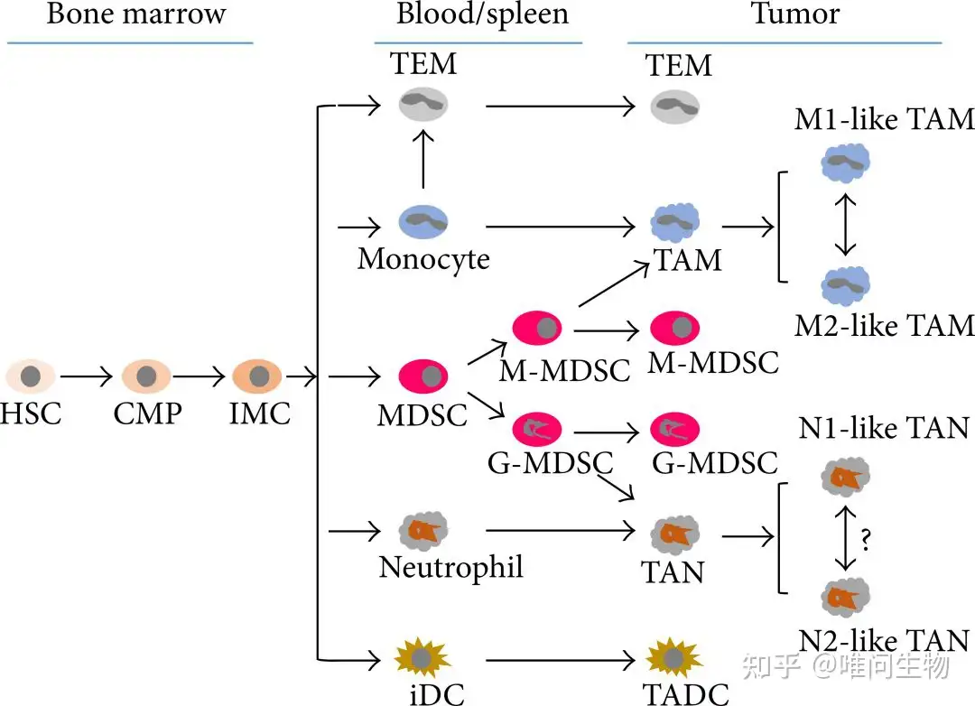 肿瘤微环境中中性粒细胞与巨噬细胞的相互作用- 知乎