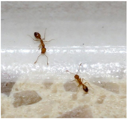 为什么床上无缘无故有小蚂蚁