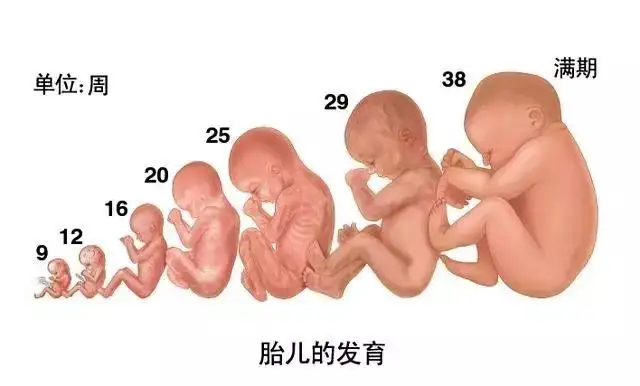 胎儿发育全程高清图 原来胎宝这样成长的 知乎 胎儿发育全程高清图 原来胎宝这样成长的 知乎