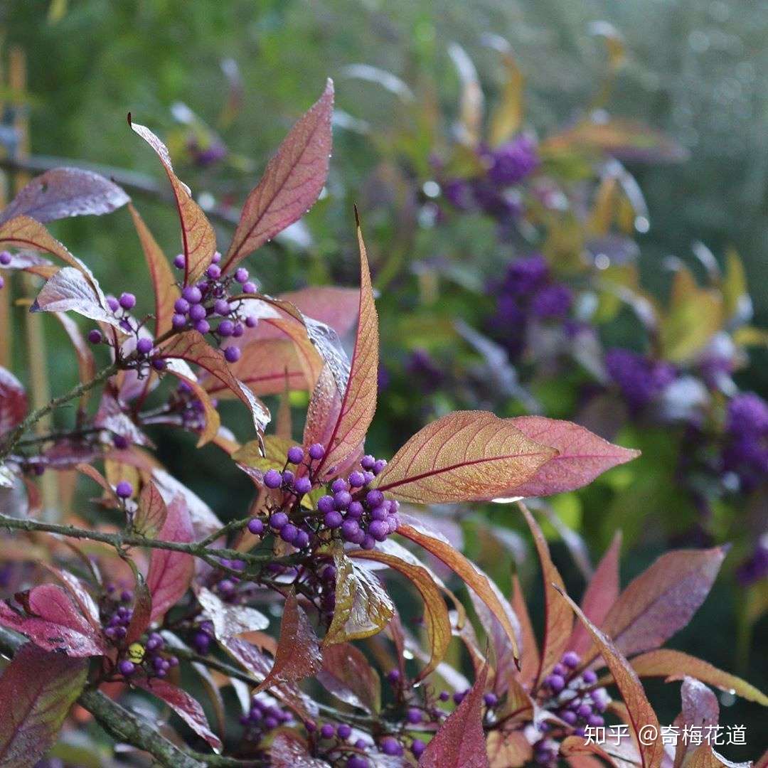 插花培训 数十万花粉看过的配花宝典更新了 值得每一位花粉收藏 知乎