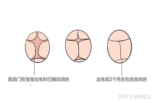 头顶前部和后半部中央各有一