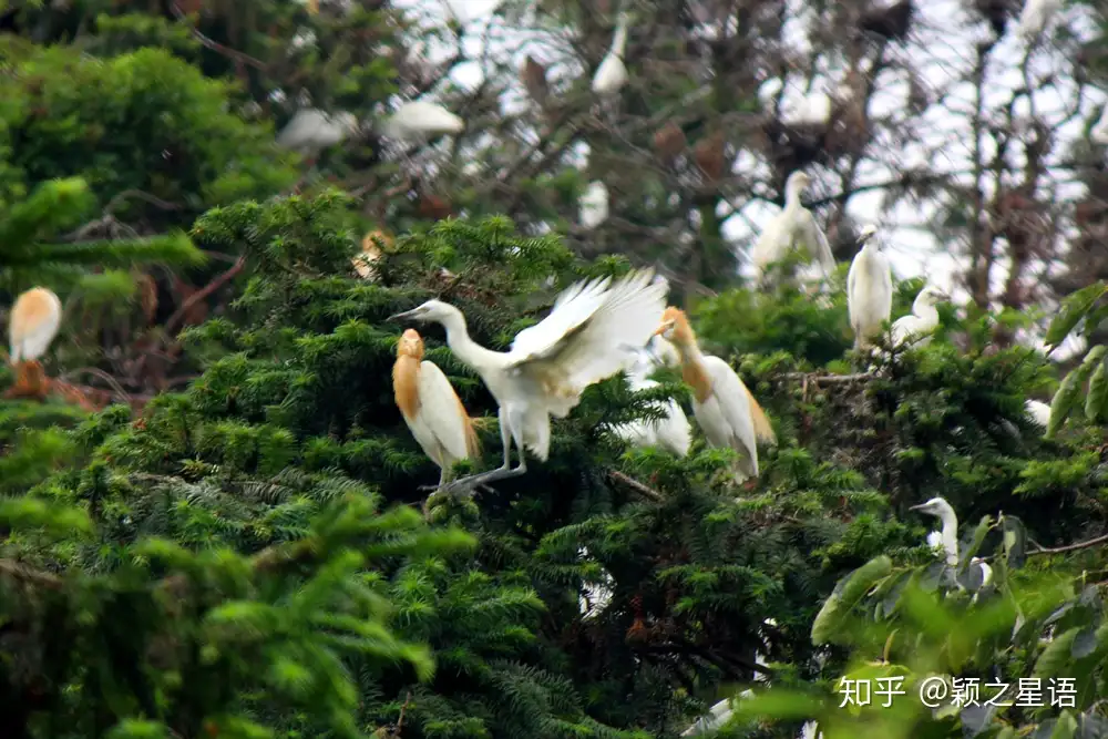 群居白鹭恋故土 密集生存 蔚为壮观 知乎