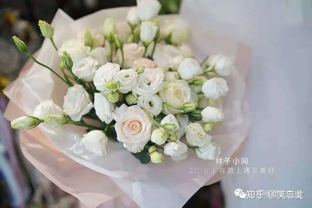 10款粉色玫瑰品种介绍 撩爆你的少女心 知乎