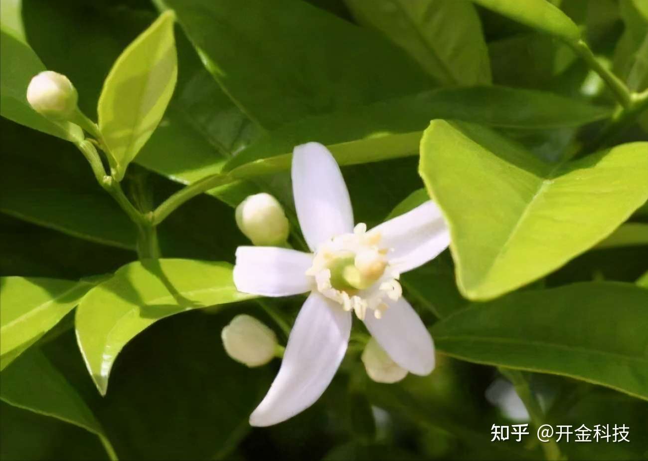 什么肥更能促进柑橘花芽分化 保花保果 知乎