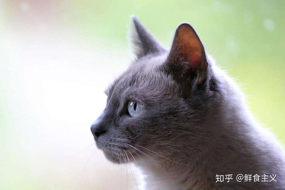 睡觉翻白眼被偷拍，猫：我不要面子的吗？ - 知乎