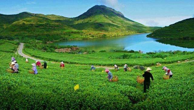 揭秘 金砖 会晤国礼福鼎白茶 鲜为人知的前世今生 知乎