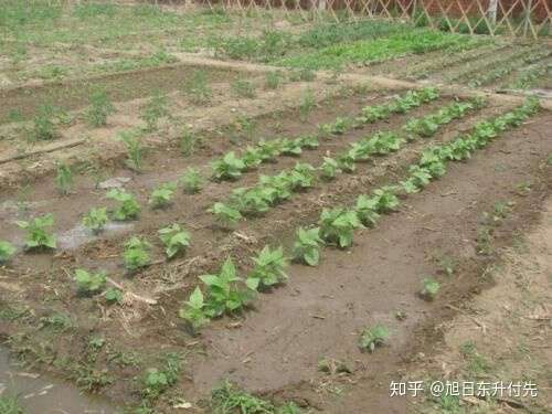 不用农药杀死土里害虫的方法 知乎