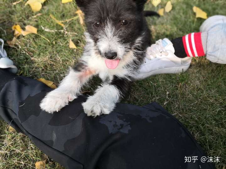 柯基和雪纳瑞的串什么样黄色的