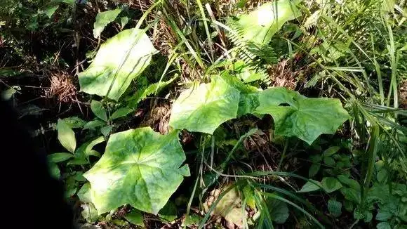 最新食药两用中药名单- 知乎