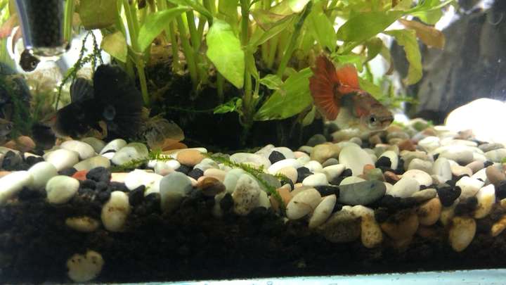 鱼缸里面忽然出现了蜗牛有什么好的快一点的处理方式吗