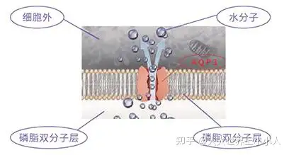 安幕茵——甘油葡糖苷- 知乎