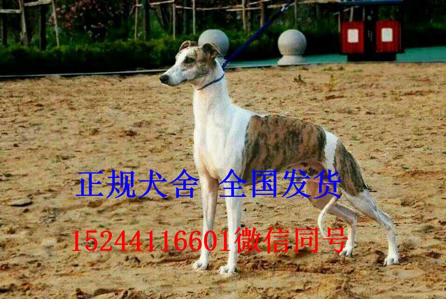 格力犬价格多少钱一只 知乎