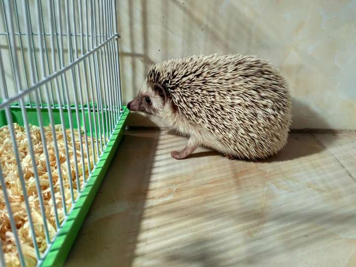 养刺猬是一个怎样的体验