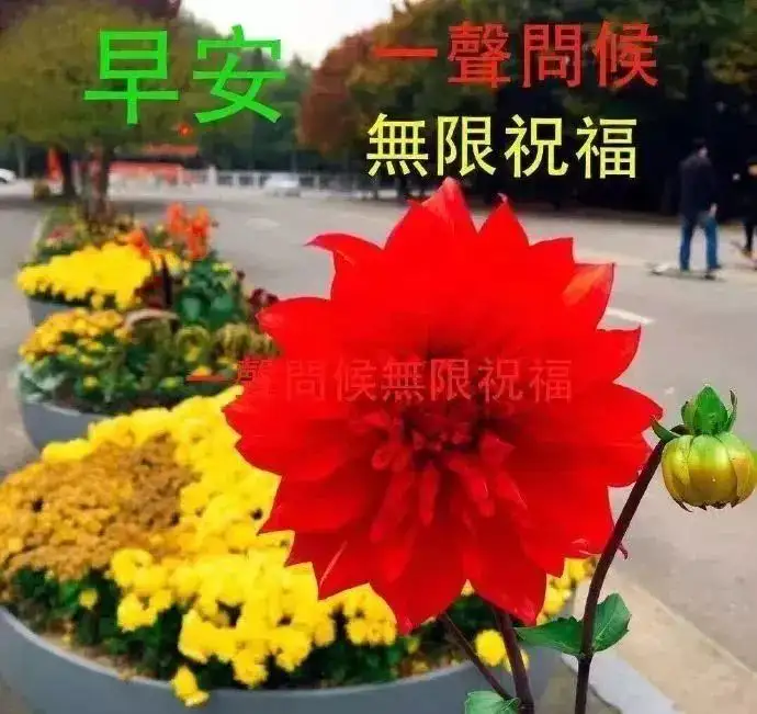 8月22日最新版大家早上好表情图片大全，清晨大家早上好问候祝福语动画表情