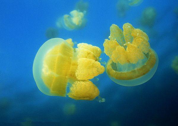 梳果冻水母生物图片