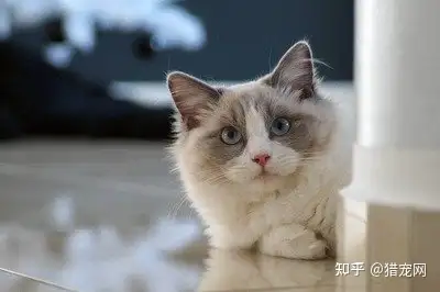 【不得不看！】布偶猫百科知识，布偶猫”