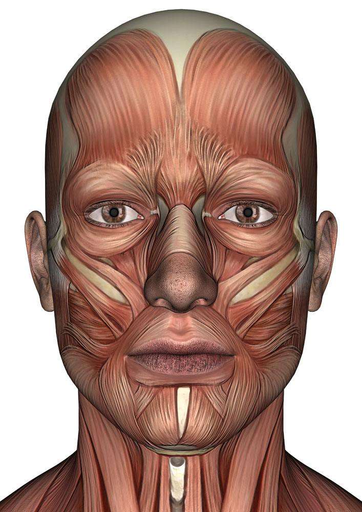 我们脸部肌肉的走向