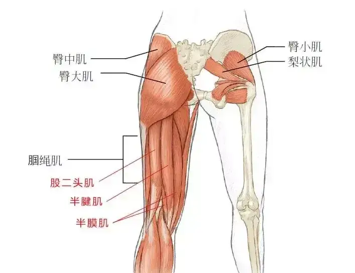 大腿二頭筋腱