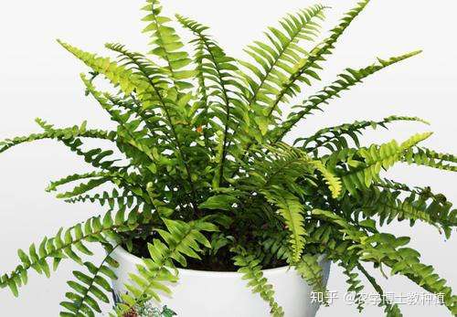 肾蕨姿态秀美 绿意葱茏 在家养一盆 满屋子的生机勃勃 知乎