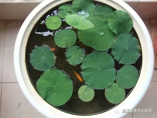 碗莲怎么种？只要割一刀，叶子爆盆开满花！(碗莲的种植方法及注意事项)