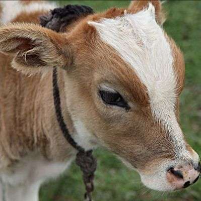 想要小牛犊的头像照片?