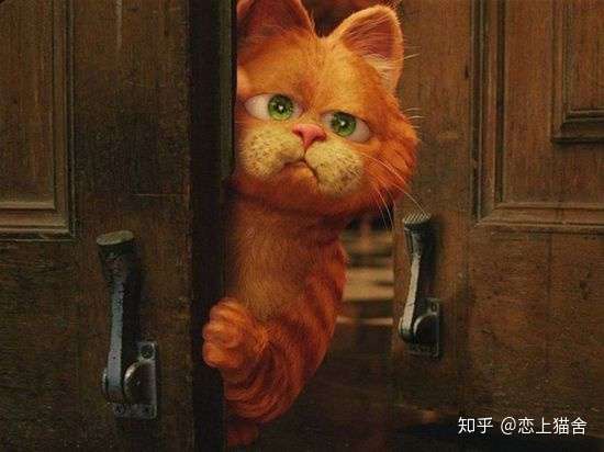 关于猫咪的九部电影 猫奴值得一看 知乎