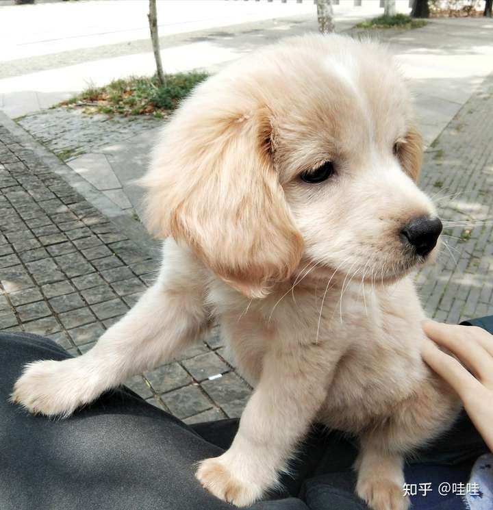 小土狗可以有多好看?