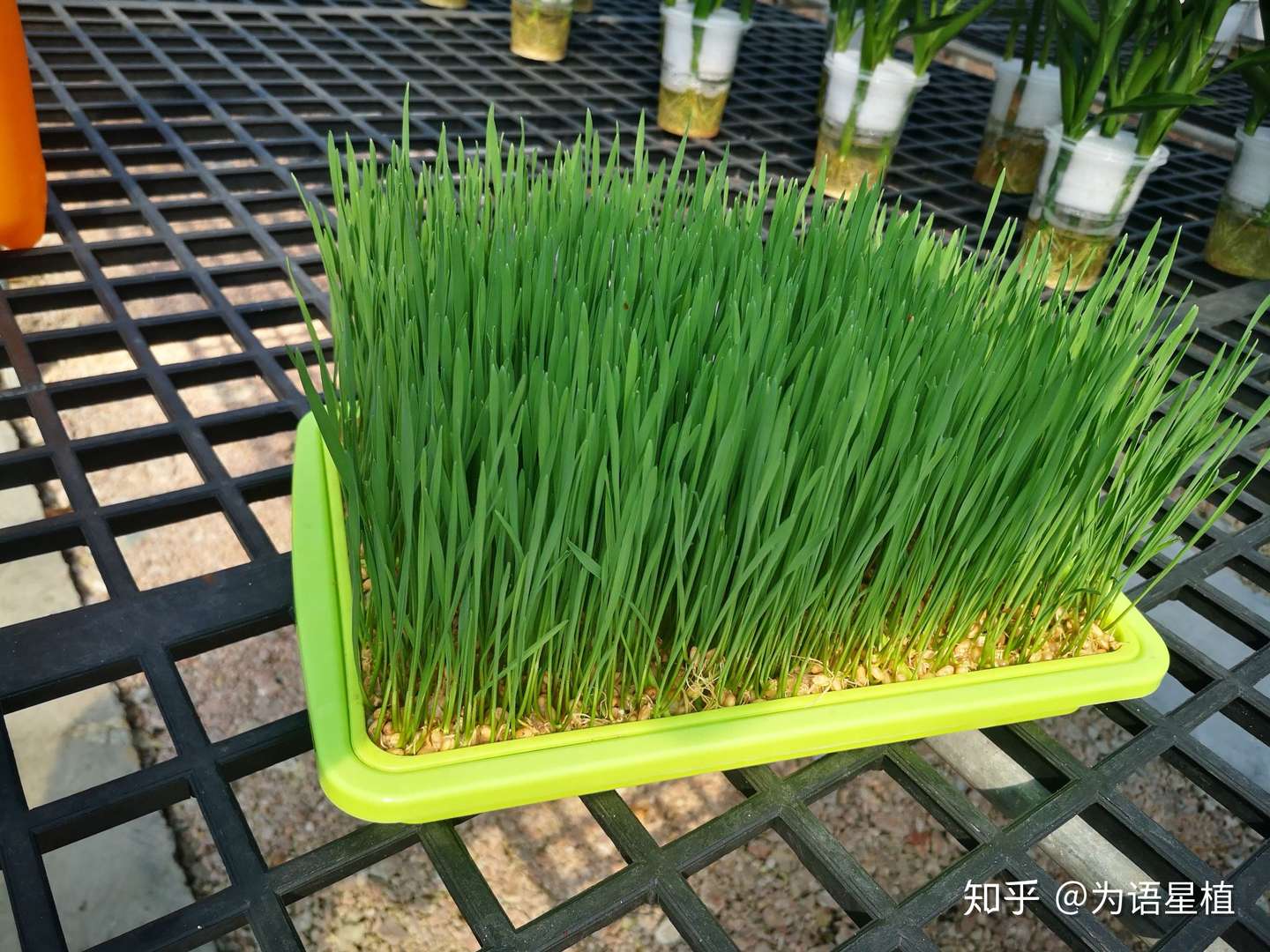 猫可以吃的草统称猫草 简单好养水培猫草 知乎