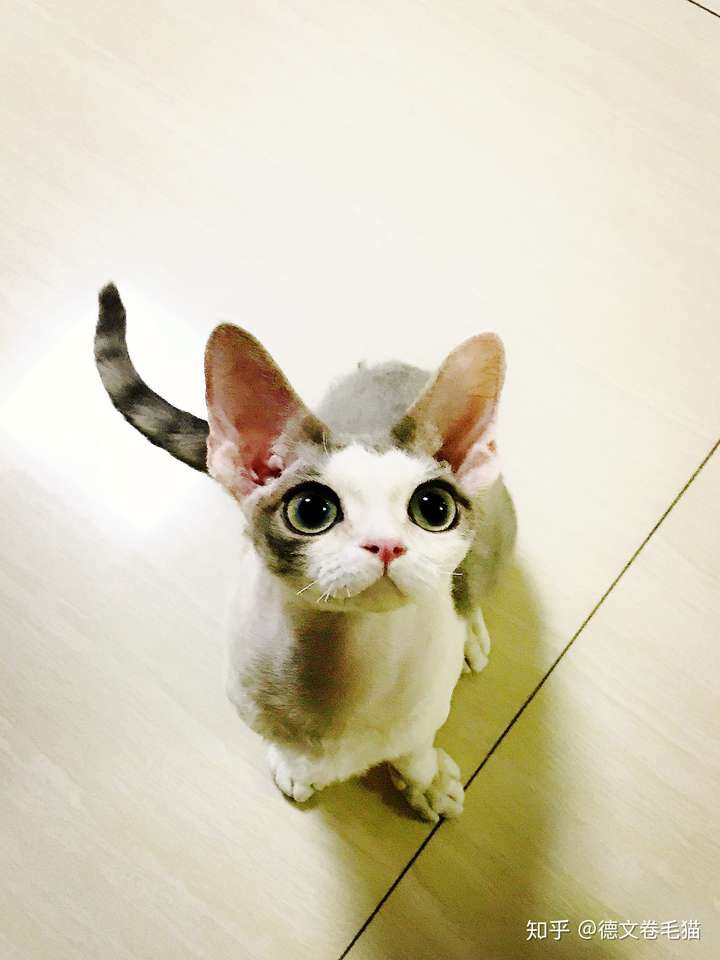 养德文卷毛猫是一种怎么样的体验 知乎 养德文卷毛猫是一种怎么样的体验 知乎