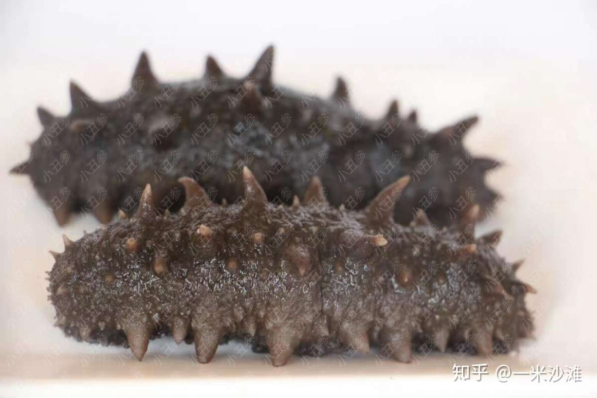 为什么有的海参那么贵 有的却那么便宜 知乎