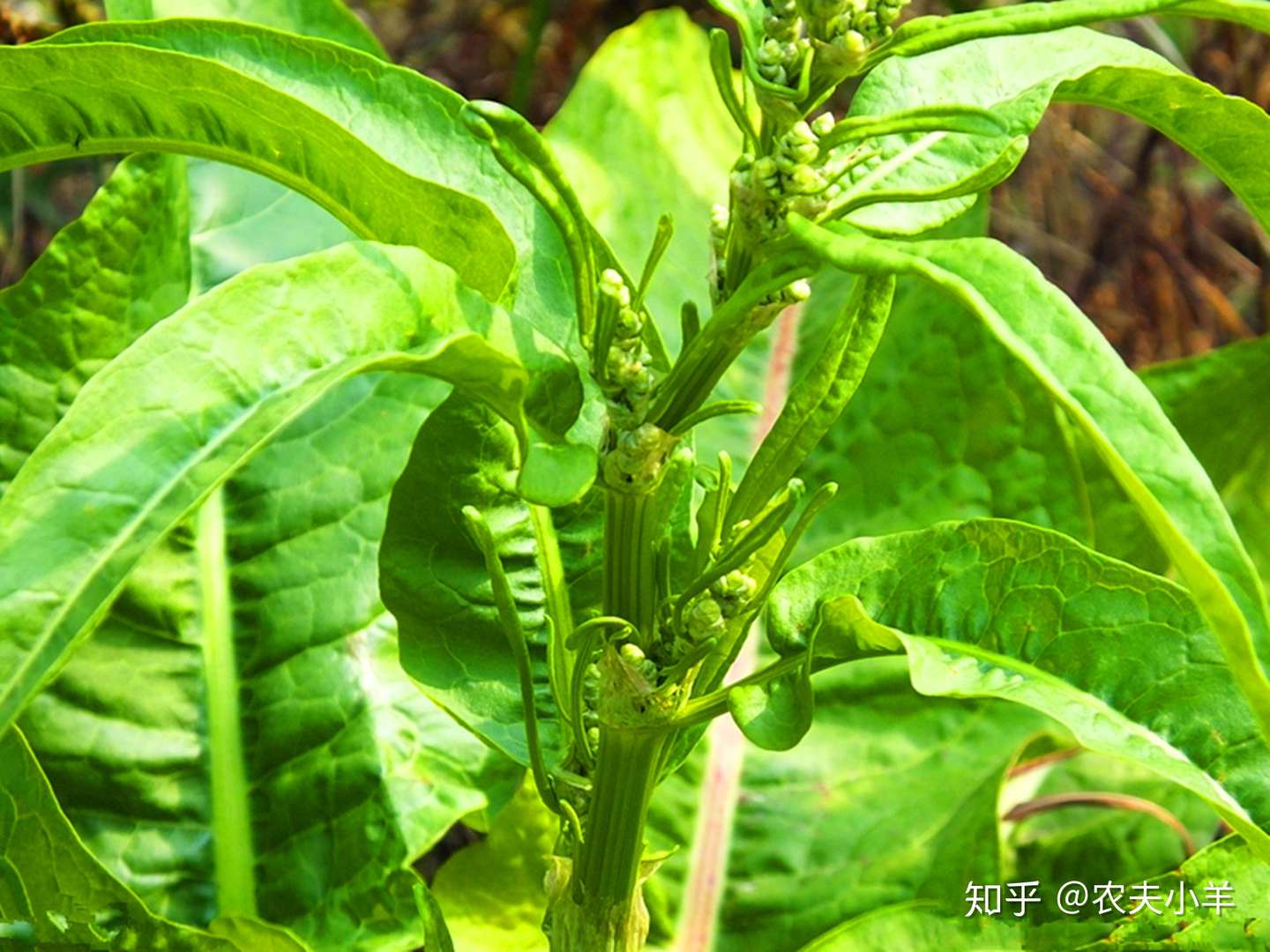 土大黄 这种野草的价值你了解吗 知乎