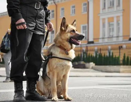 什么是警犬、军犬、执法犬、工作犬？一文说清楚，K9是什么！-k9是猫还是狗