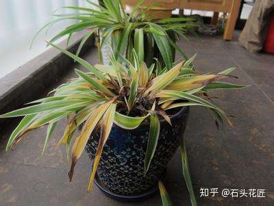 养花盆里 长出 这些东西 一定要当心 不处理很快烂根 知乎